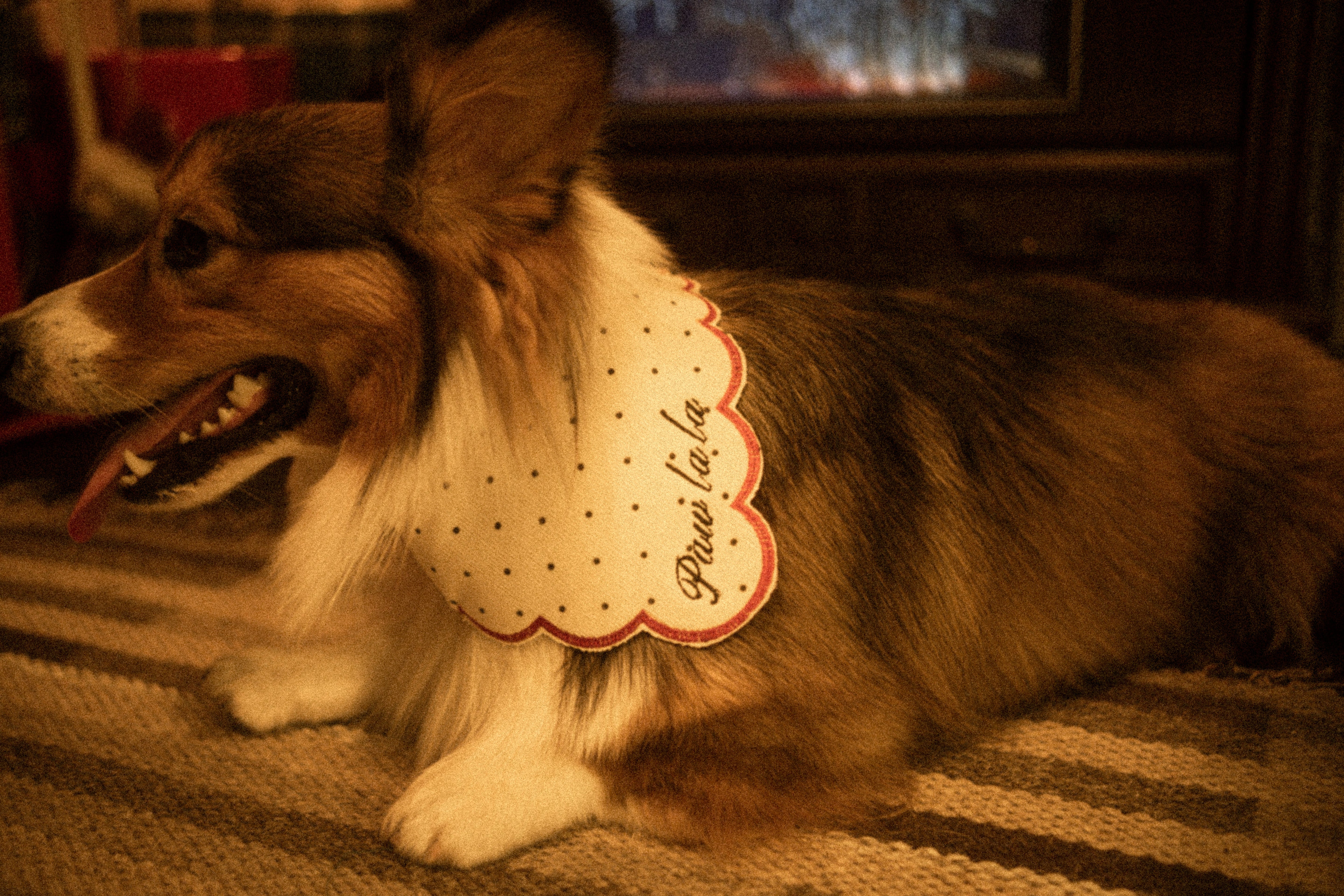 Lunaa x House of Sploot