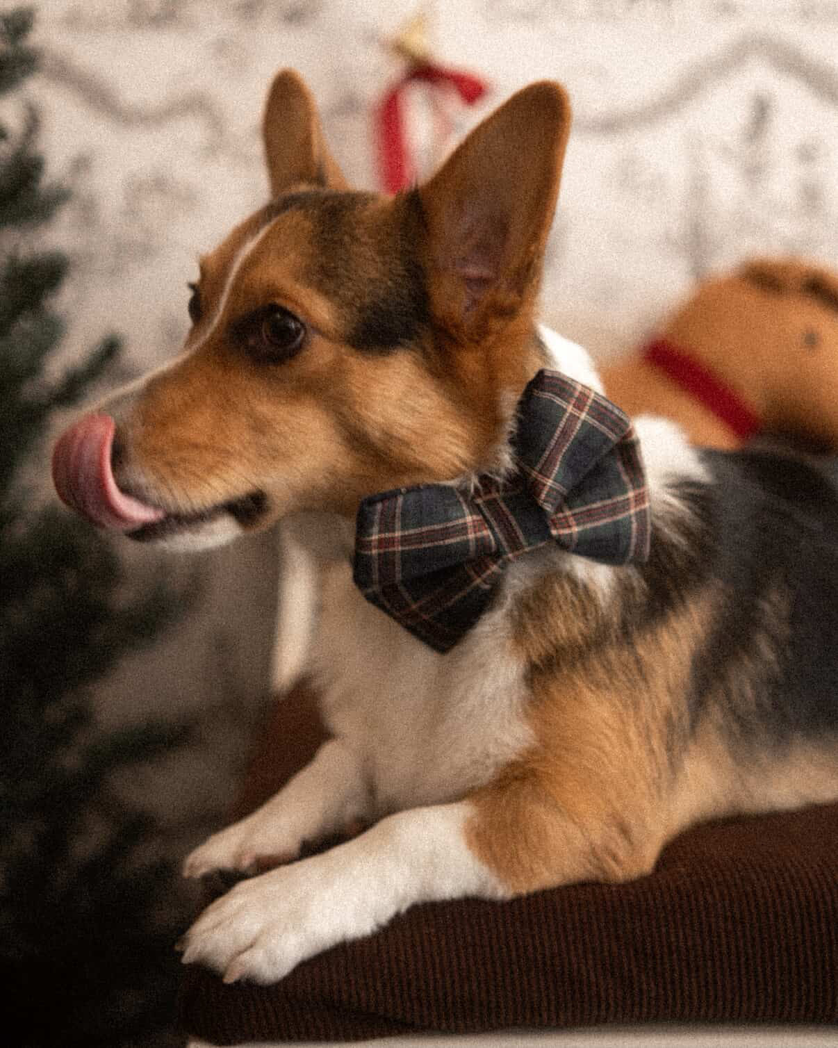 Green Holiday Bowtie