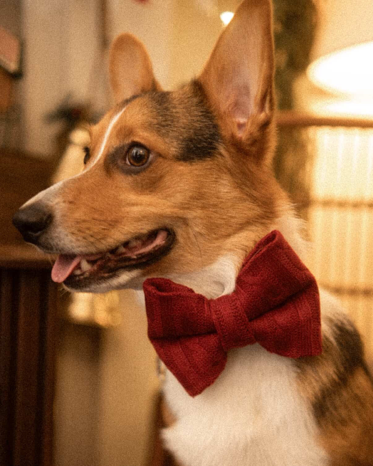 Holiday Red Bowtie