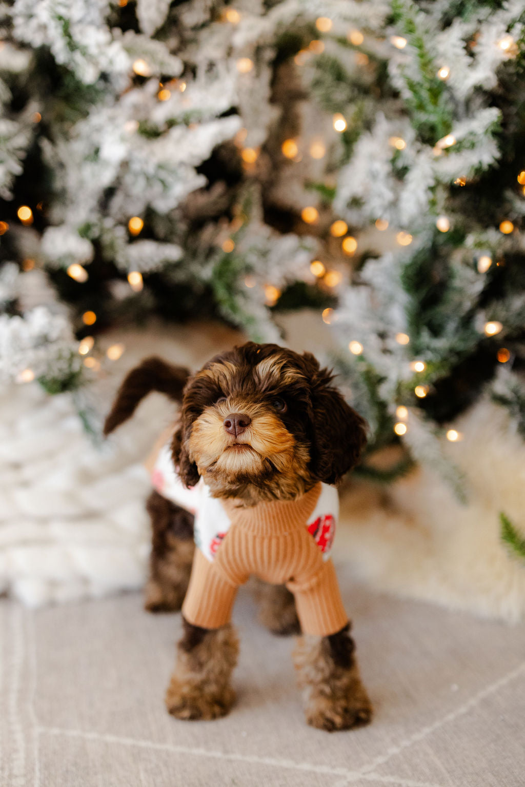 HOLLY JINGLES | KNITWEAR