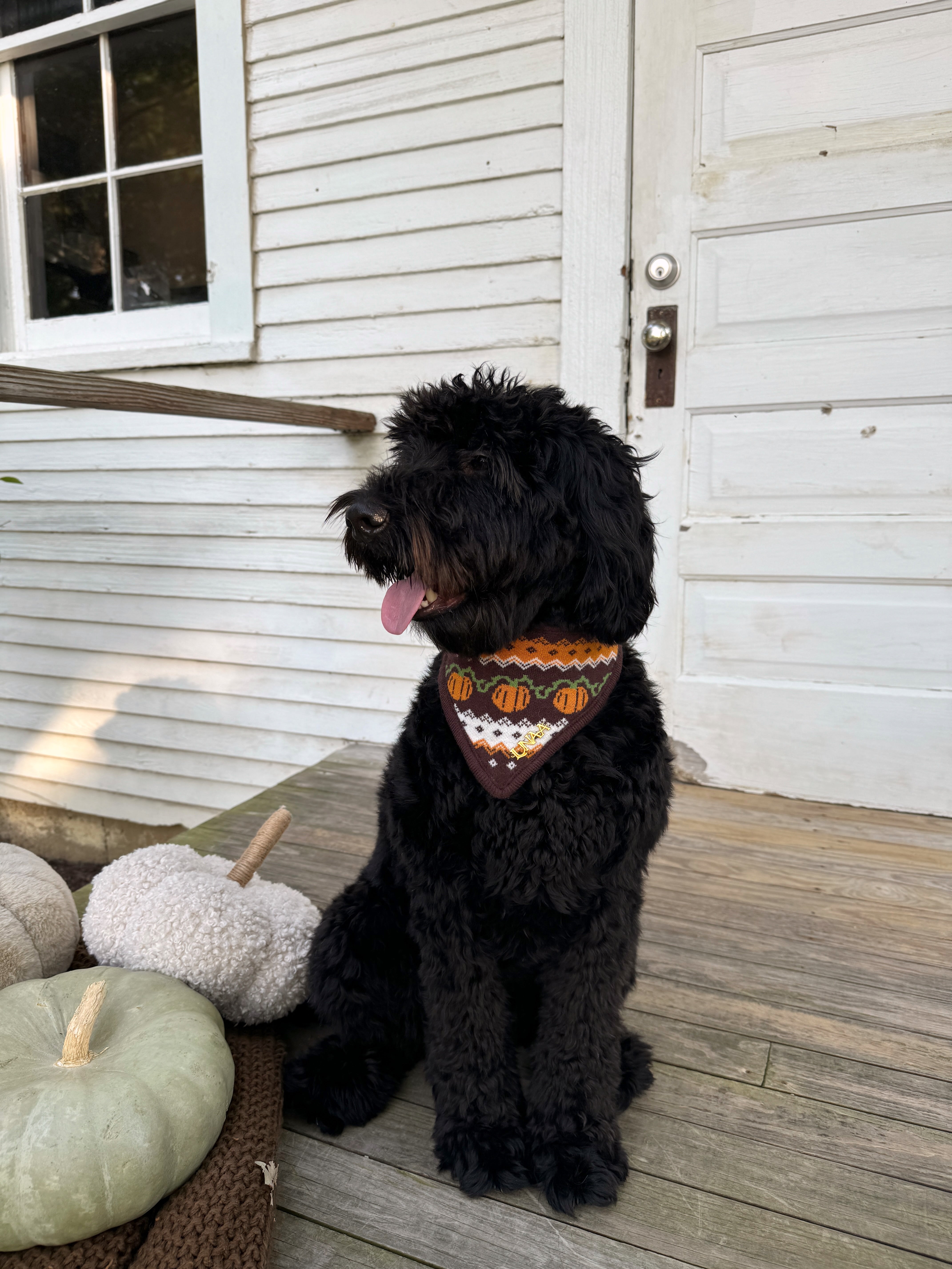 JACK'S HARVEST | BANDANA
