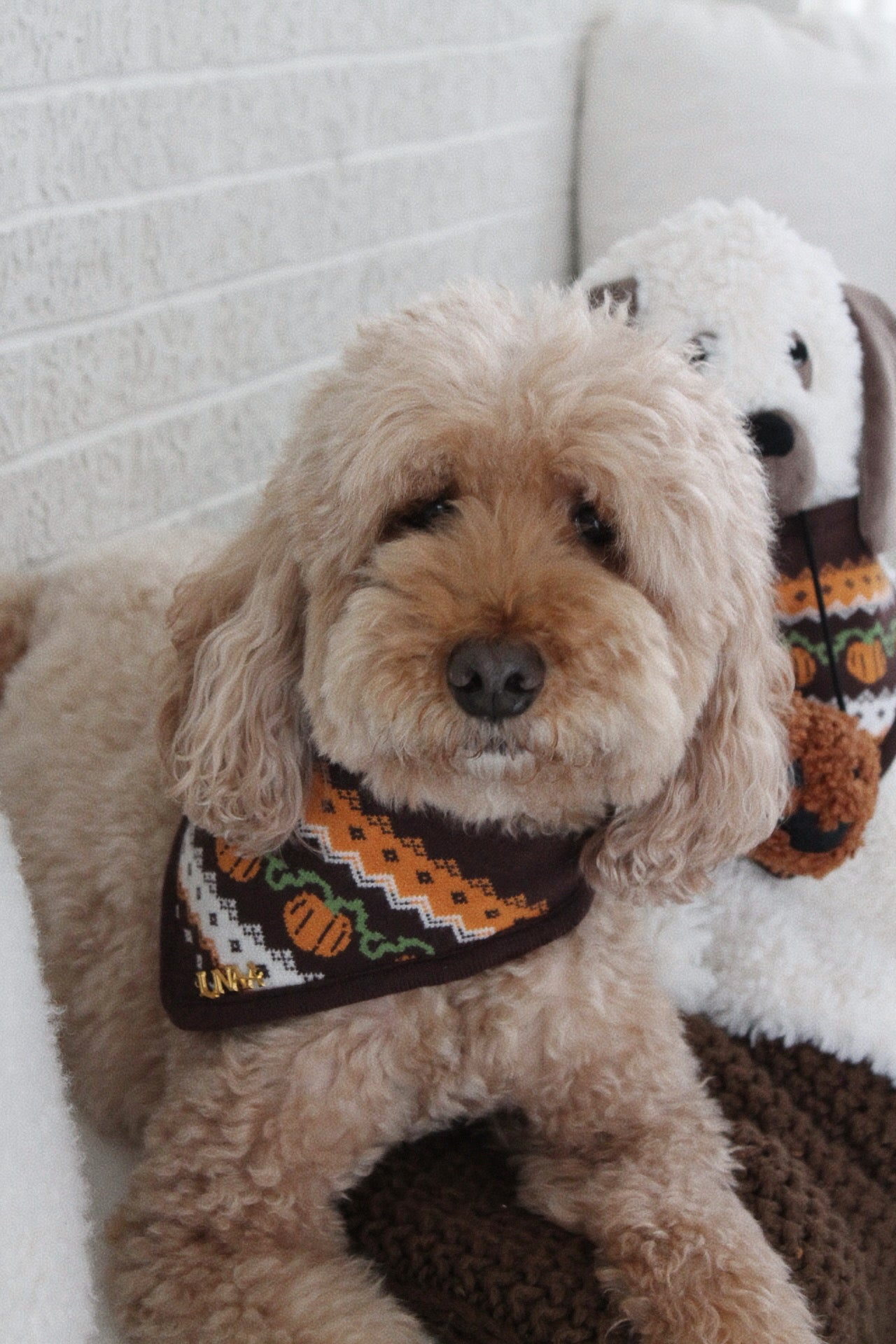 Henley the Pumpkin
