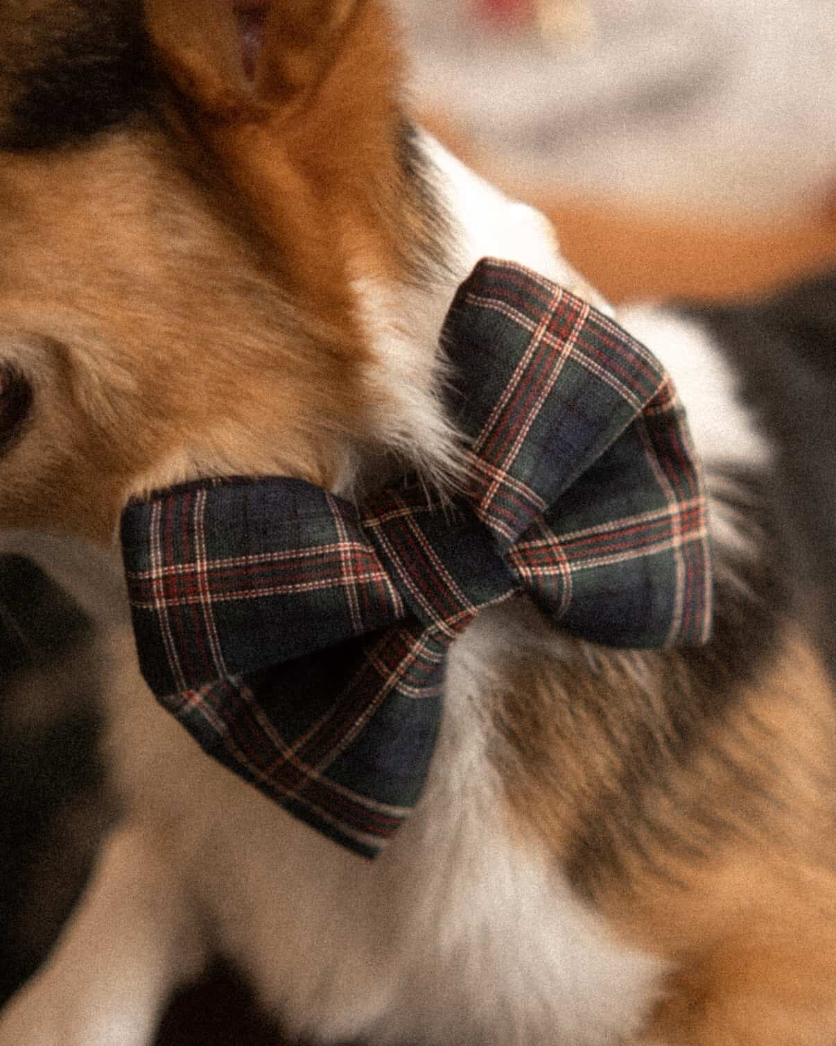 Green Holiday Bowtie