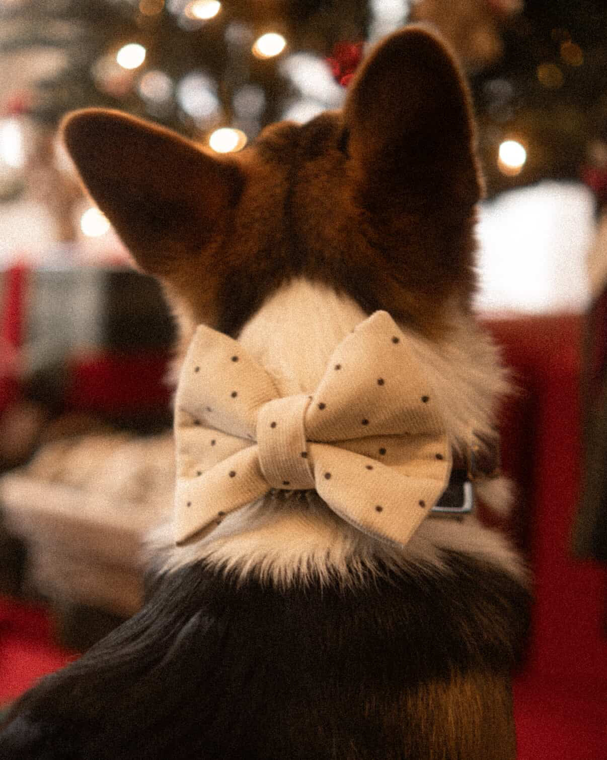Ivory Polka Dot Bowtie
