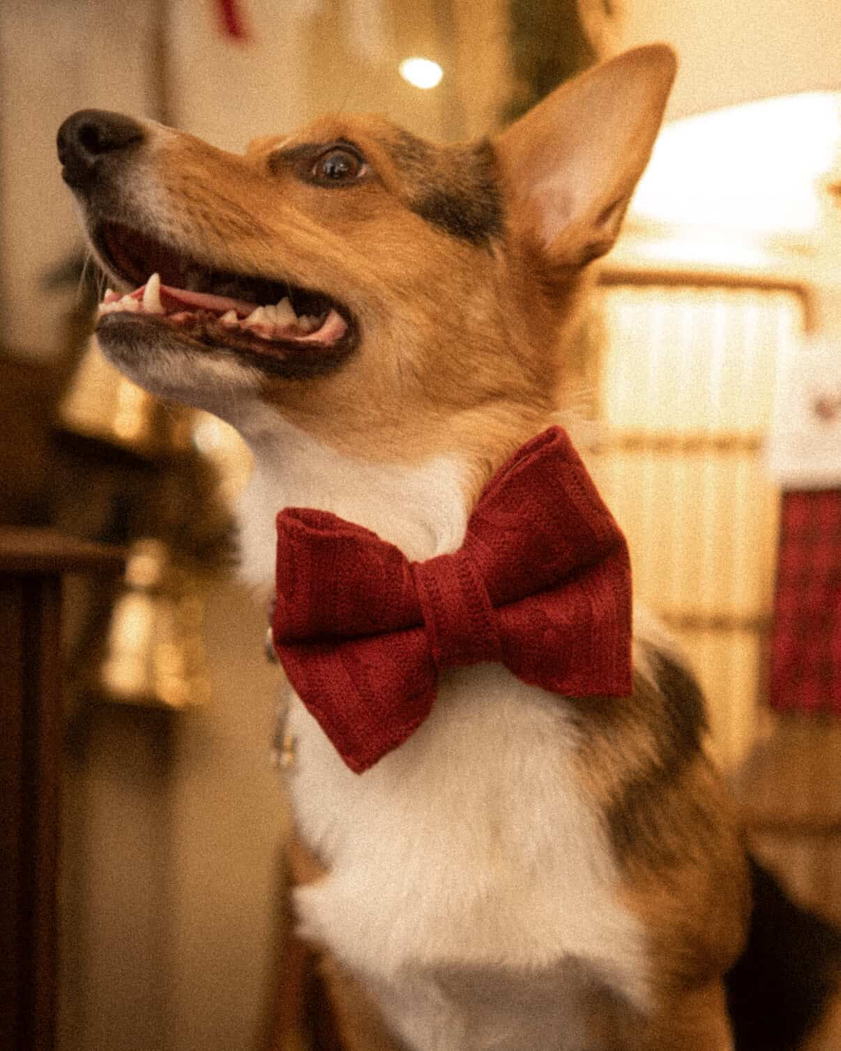 Holiday Red Bowtie